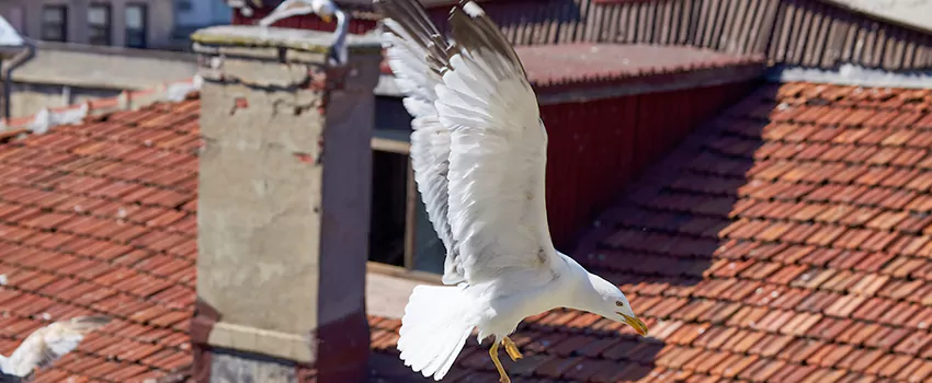 Residential Chimney Animal Removal Solution in Starkville, MS